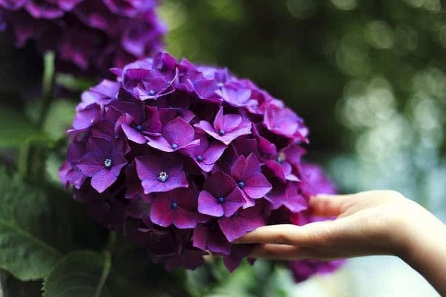 close-up of purple geranium flowers and a woman showing at the camera at Korogonas Ark farm
